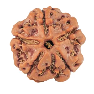 5 Mukhi Rudraksha 21.5mm 4gm - Rudraksha