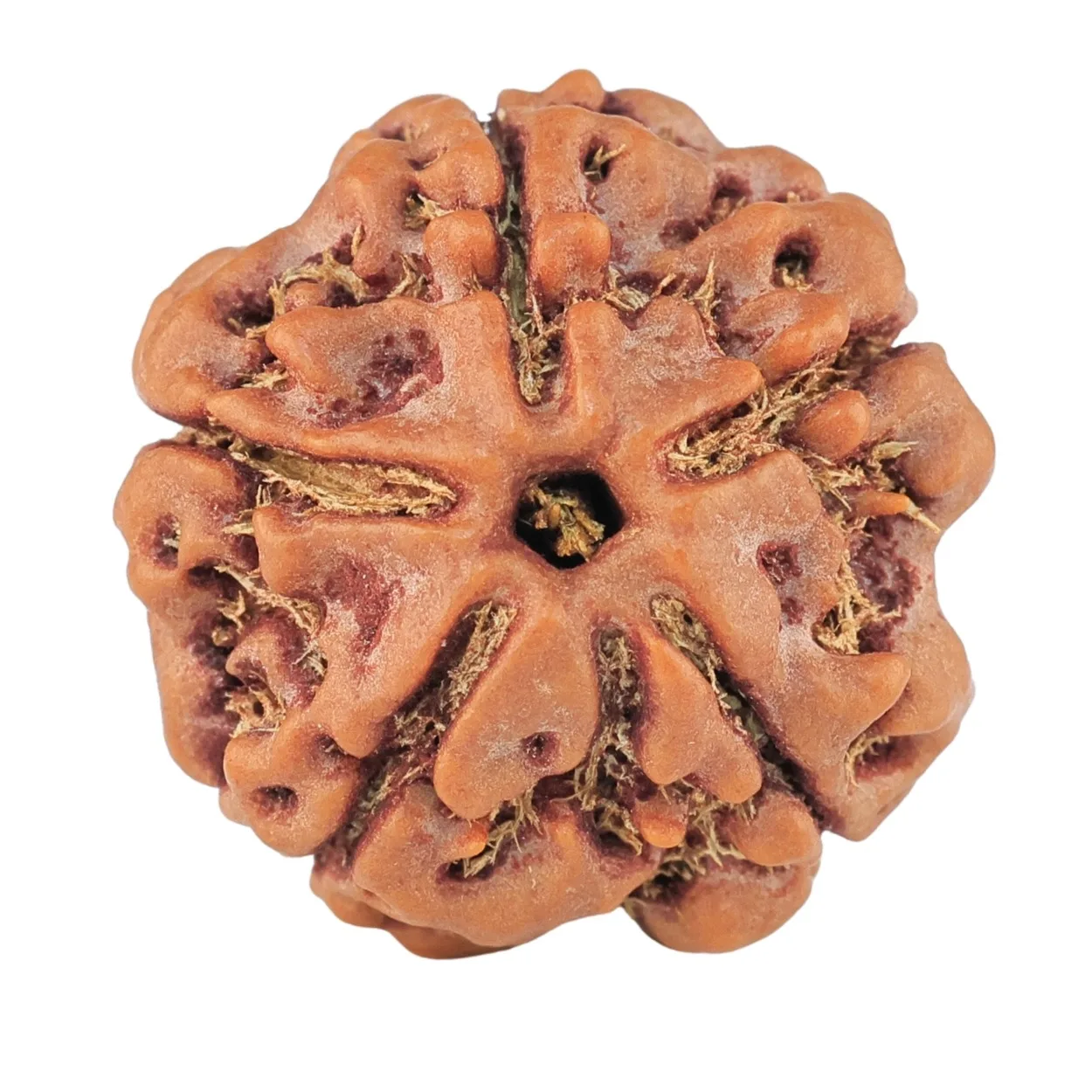 5 Mukhi Rudraksha 21.5mm 4gm