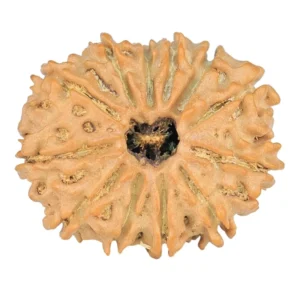 12 Mukhi Rudraksha 23.5mm 2.81gm - Rudraksha