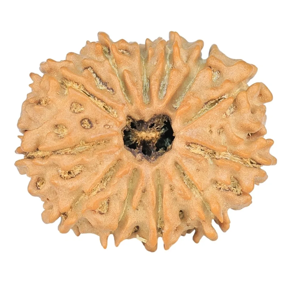 12 Mukhi Rudraksha 23.5mm 2.81gm - Rudraksha