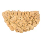 1 Mukhi Rudraksha 36.2mm 5.5gm - Rudraksha