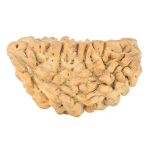 1 Mukhi Rudraksha 36.2mm 5.5gm - Rudraksha