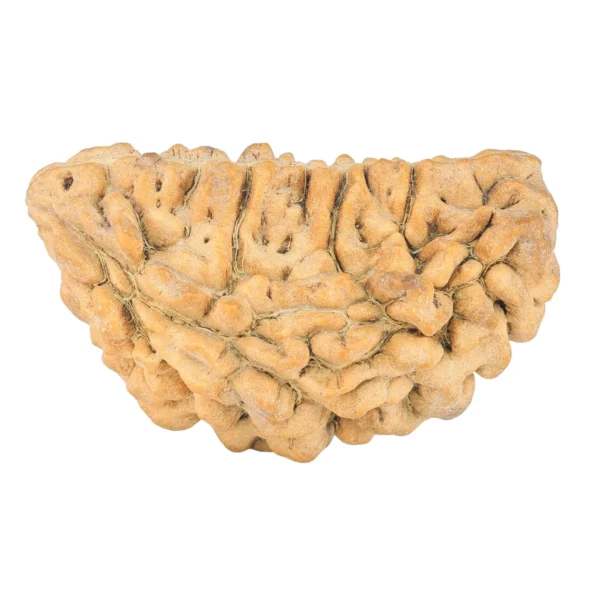 1 Mukhi Rudraksha 36.2mm 5.5gm - Rudraksha