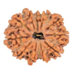 11 Mukhi Rudraksha 26.7mm 4.3gm - Rudraksha