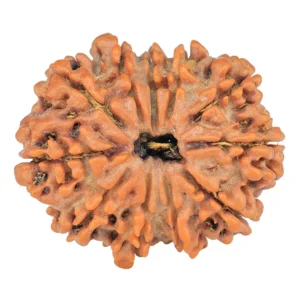 11 Mukhi Rudraksha 26.7mm 4.3gm - Rudraksha