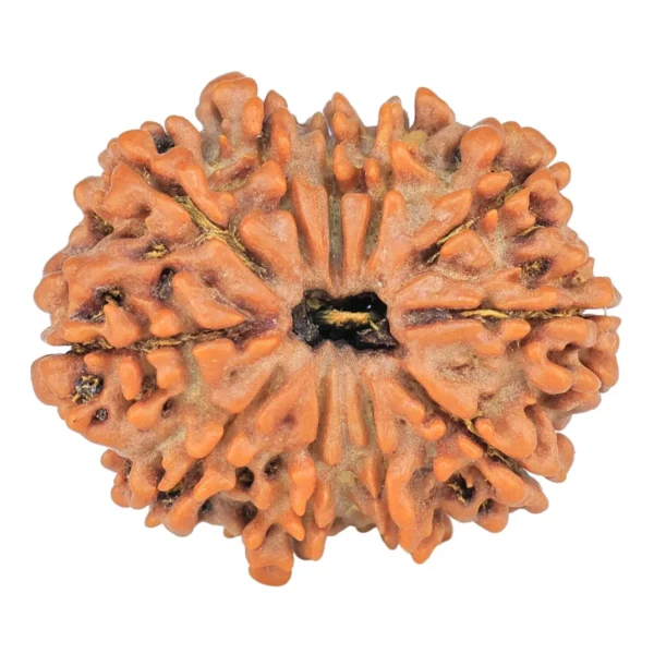 11 Mukhi Rudraksha 26.7mm 4.3gm - Rudraksha