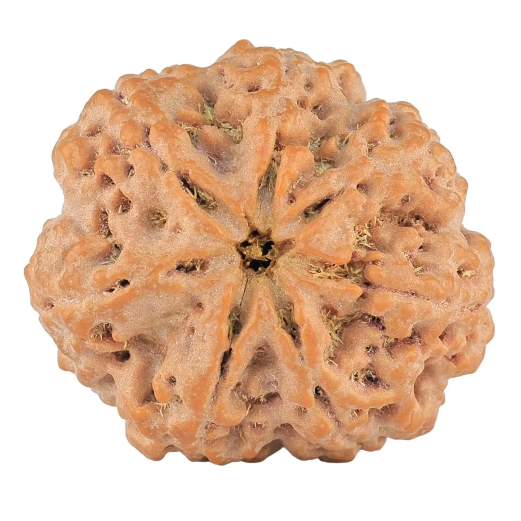 7 Mukhi Rudraksha 29.5mm 8.39gm