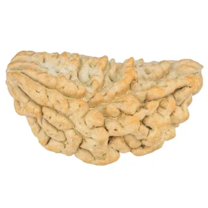 1 Mukhi Rudraksha 37.2mm 4.83gm - Rudraksha