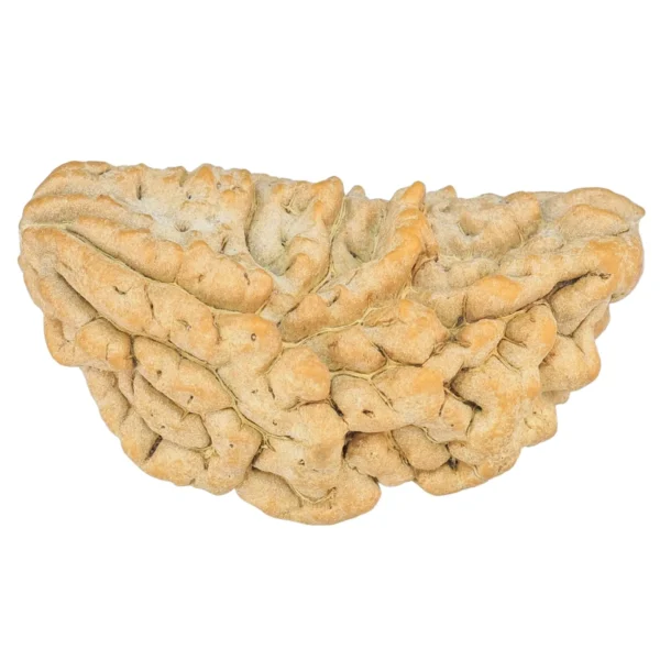 1 Mukhi Rudraksha 37.2mm 4.83gm - Rudraksha