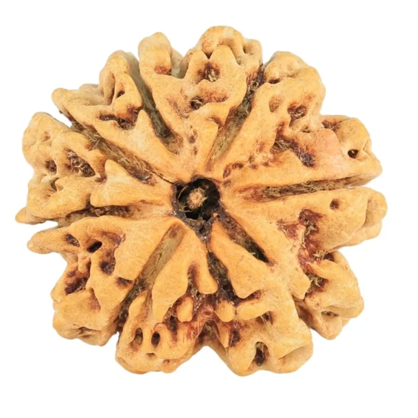 7 Mukhi Rudraksha 28.9mm 5.07gm - Rudraksha