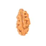 1 Mukhi Rudraksha 12.3mm 0.24gm - Origin: Indonesia - Rudraksha