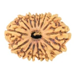 14 Mukhi Rudraksha 30.4mm 3.71gm - Rudraksha