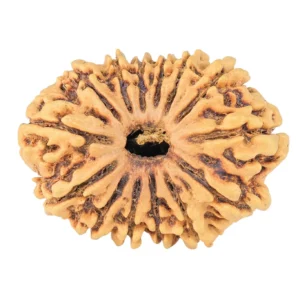 14 Mukhi Rudraksha 30.4mm 3.71gm - Rudraksha