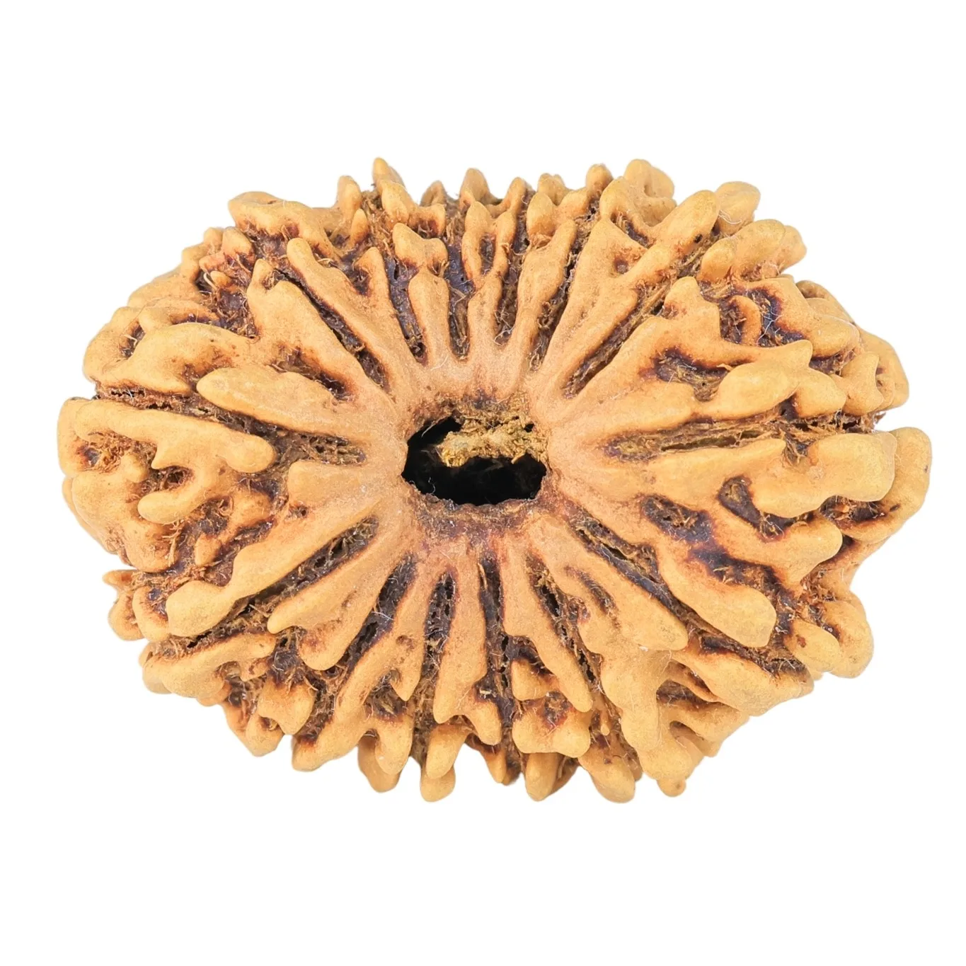 14 Mukhi Rudraksha 30.4mm 3.71gm - Rudraksha