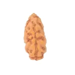 1 Mukhi Rudraksha 12.9mm 0.21gm - Rudraksha