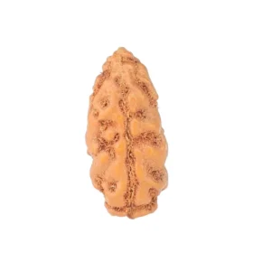 1 Mukhi Rudraksha 12.9mm 0.21gm - Rudraksha