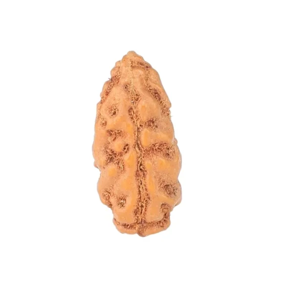 1 Mukhi Rudraksha 12.9mm 0.21gm - Rudraksha