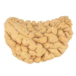 1 Mukhi Rudraksha 36.3mm 6.18gm - Rudraksha