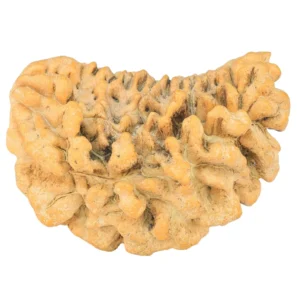 1 Mukhi Rudraksha 34mm 5.9gm - Rudraksha