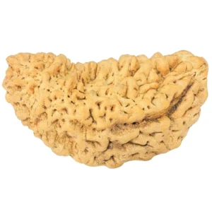 1 Mukhi Rudraksha 34.1mm 4.47gm - Rudraksha
