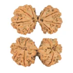 10 Mk Gaurishankar 43.8mm 11gm - Rudraksha