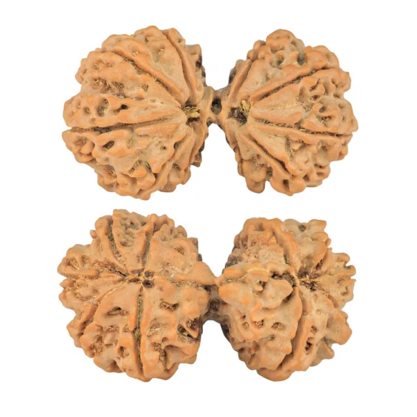 10 Mk Gaurishankar 43.8mm 11gm - Rudraksha