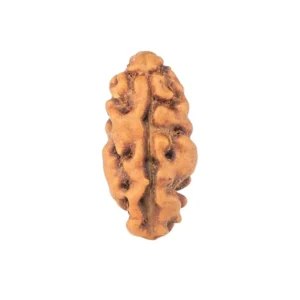 1 Mukhi Rudraksha 12.6mm 0.24gm - Rudraksha