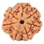 7 Mukhi Rudraksha 27.1mm 6.21gm - Rudraksha