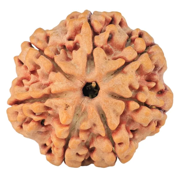 7 Mukhi Rudraksha 27.1mm 6.21gm - Rudraksha
