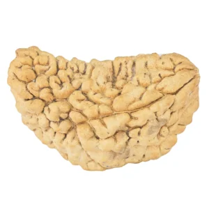 1 Mukhi Rudraksha 36.5mm 4.55gm - Rudraksha