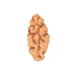 1 Mukhi Rudraksha 13.1mm 0.21gm - Rudraksha