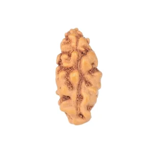 1 Mukhi Rudraksha 13.1mm 0.21gm - Rudraksha