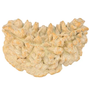 1 Mukhi Rudraksha 34.3mm 4.19gm - Rudraksha