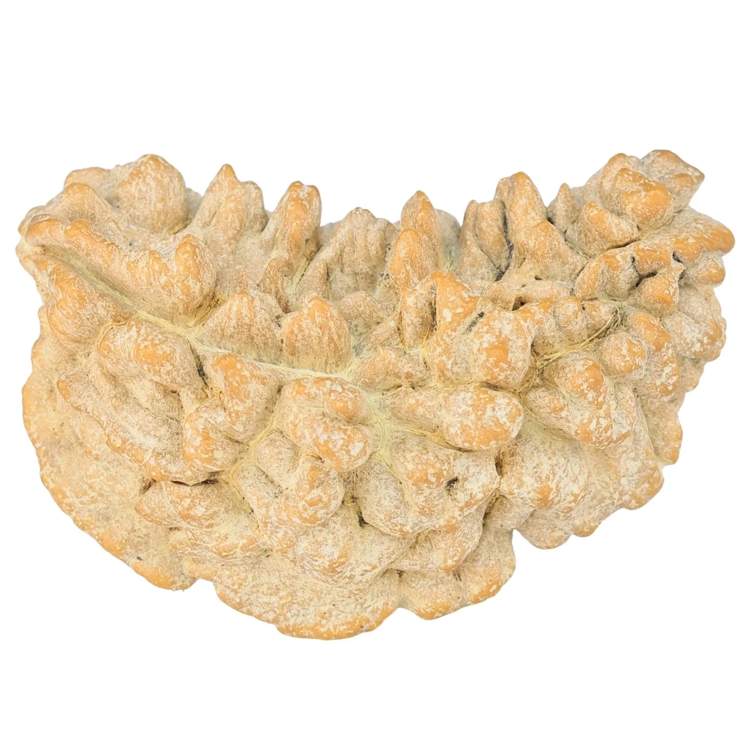 1 Mukhi Rudraksha 34.3mm 4.19gm - Rudraksha