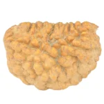 1 Mukhi Rudraksha 32.2mm 6.25gm - Rudraksha