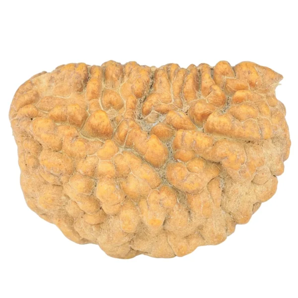 1 Mukhi Rudraksha 32.2mm 6.25gm - Rudraksha