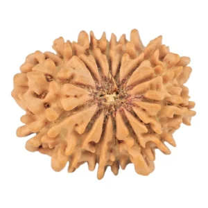 14 Mukhi Rudraksha 23mm 2.74gm - Rudraksha