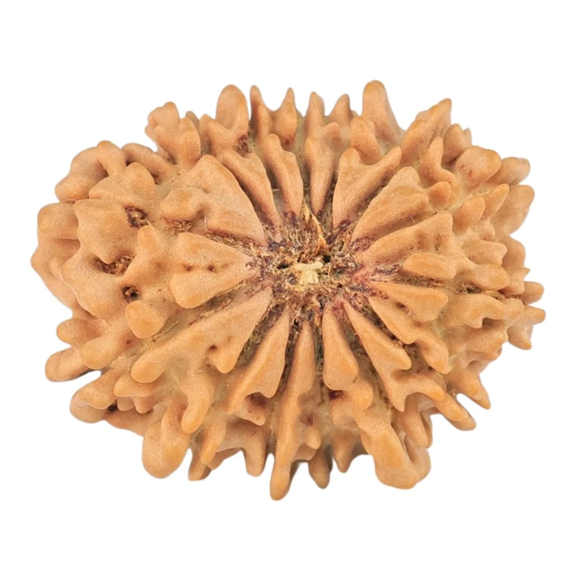 14 Mukhi Rudraksha 23mm 2.74gm - Rudraksha