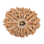 14 Mukhi Rudraksha 22.1mm 2.56gm - Origin: Nepal - Rudraksha