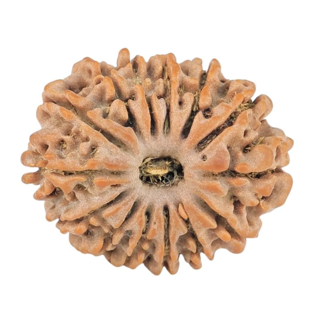14 Mukhi Rudraksha 22.1mm 2.56gm - Origin: Nepal - Rudraksha