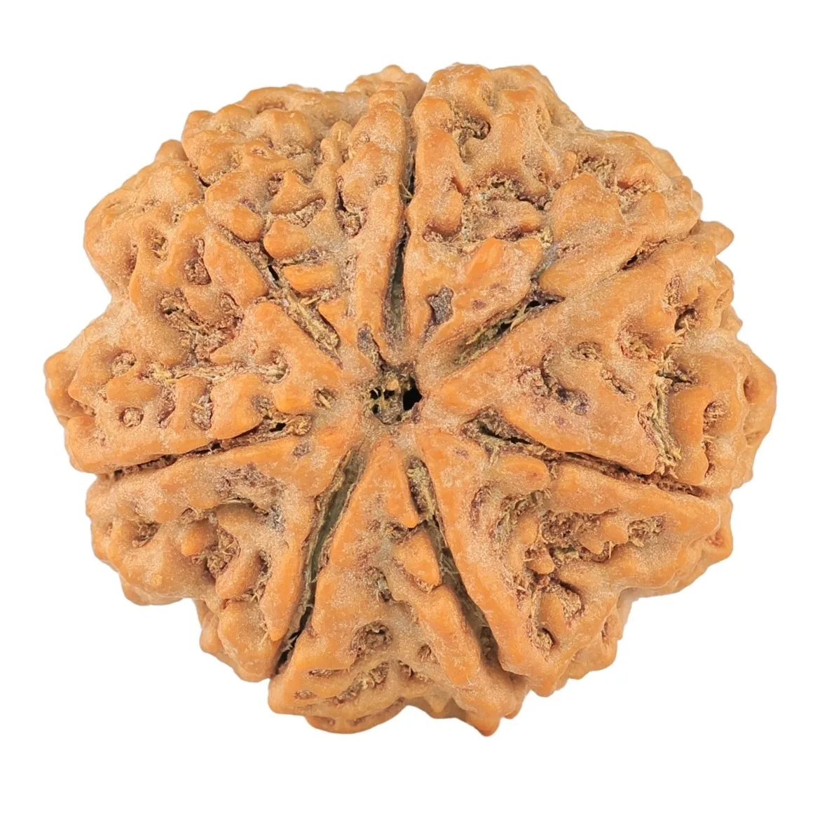 7 Mukhi Rudraksha 29.4mm 7.1gm