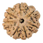 7 Mukhi Rudraksha 26.4mm 5.1gm - Rudraksha