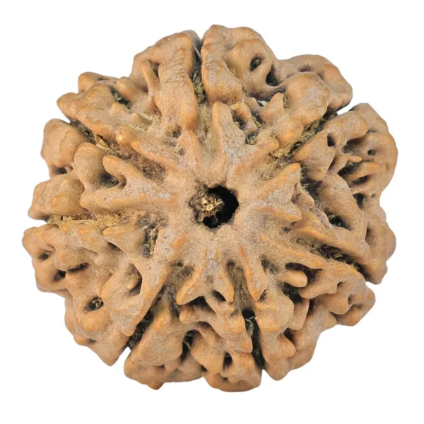 7 Mukhi Rudraksha 26.4mm 5.1gm - Rudraksha