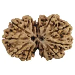 13 MK Gaurishankar 31.2mm 5.11gm - Rudraksha