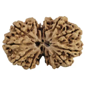 13 MK Gaurishankar 31.2mm 5.11gm - Rudraksha