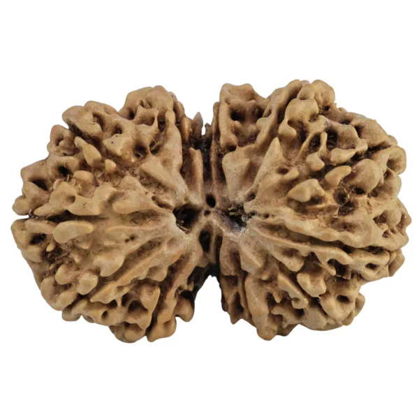 13 MK Gaurishankar 31.2mm 5.11gm - Rudraksha