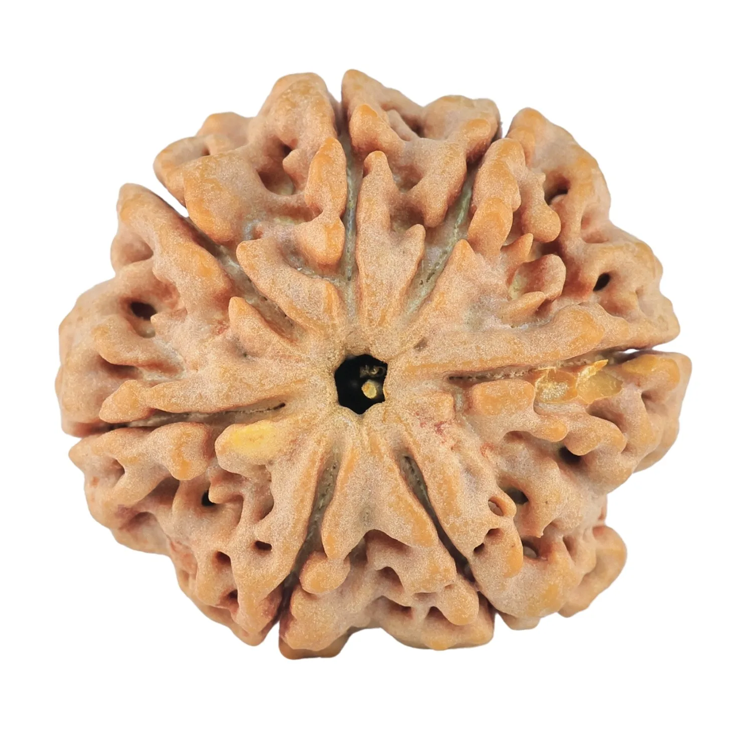 7 Mukhi Rudraksha 27.8mm 6.33gm