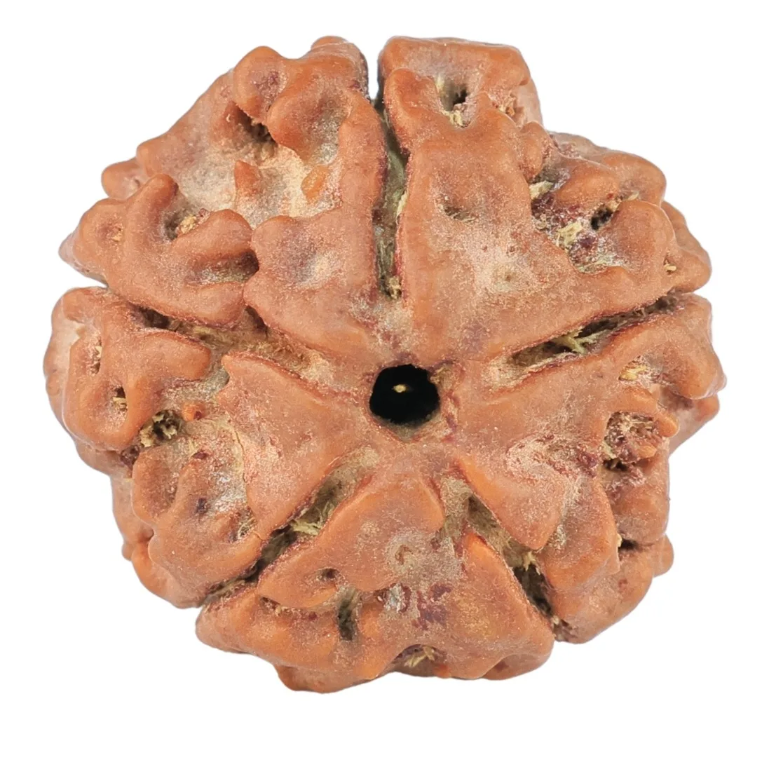 5 Mukhi Rudraksha 20.5mm 3.38gm