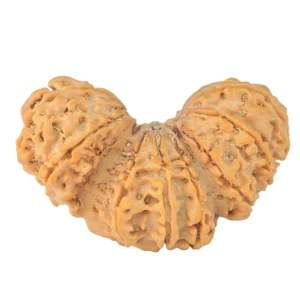 16 Mukhi Trijuti 37.6mm 6.33gm - Rudraksha