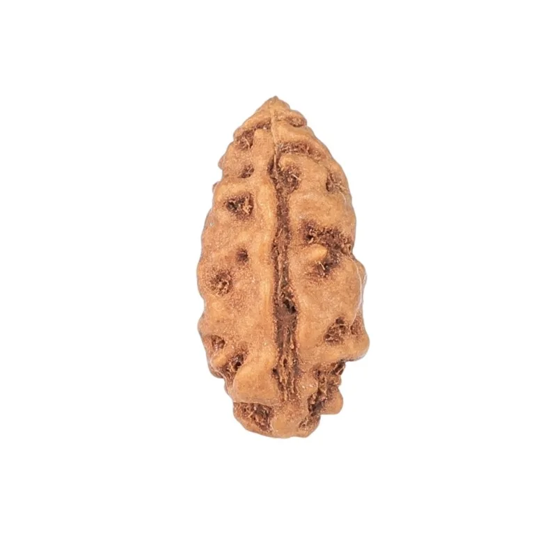 1 Mukhi Rudraksha 11.6mm 0.18gm - Rudraksha